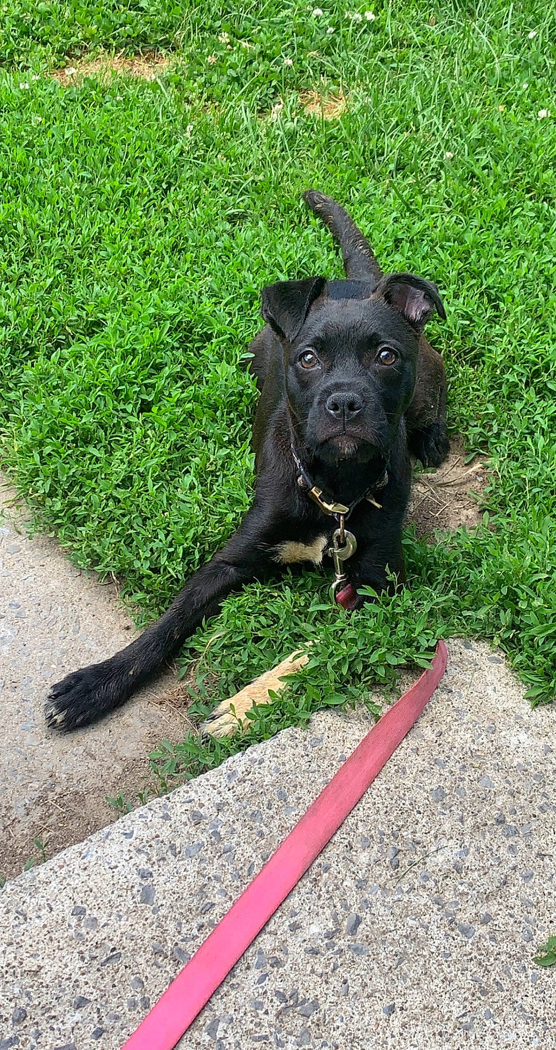 Delilah joined the competition — help win amazing prizes! borador, canidae, carnivore, collar, companion_dog, dog, dog_breed, dog_collar, fawn, grass, guard_dog, gun_dog, leash, non_sporting_group, plant, sporting_group, tail, terrestrial_animal, working_animal, working_dog