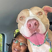 Ajax joined the competition — help win amazing prizes! dog, person, selfie, car, glasses, smile, tongue_out, happy, closeup, seat, window, collar, leash, dreadlocks, tattoo, indoor, daylight, nature_outside, friendship, pet