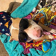 Ajax joined the competition — help win amazing prizes! blanket, blue, brown, canine, colorful, cozy, cute, dog, floor_tiles, furry, indoor, paw, pet_clothing, plush, purple, relaxed, snout, sunglasses, toy, yellow