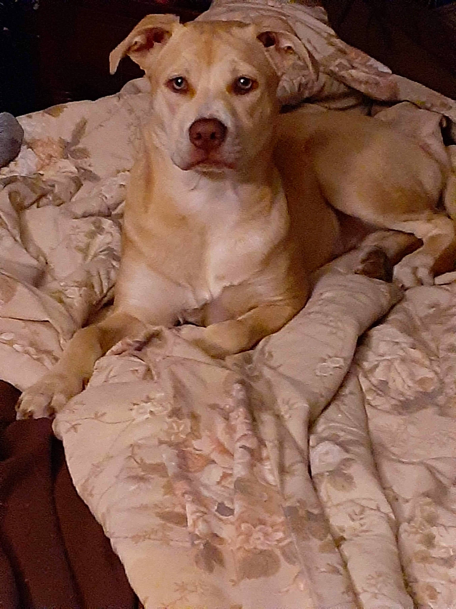 Nala Mae joined the competition — help win amazing prizes! art, bedding, brown, canidae, carnivore, comfort, companion_dog, dog, dog_breed, fawn, fur, linens, snout, sporting_group, terrestrial_animal, whiskers, wildlife, wood, working_animal, wrinkle