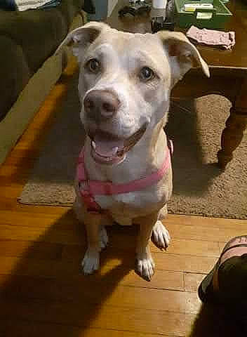 Nala Mae joined the competition — help win amazing prizes! canidae, carnivore, collar, companion_dog, dog, dog_breed, dog_collar, door, floor, flooring, fur, hardwood, leash, non_sporting_group, pet_supply, whiskers, wood, wood_flooring, working_animal