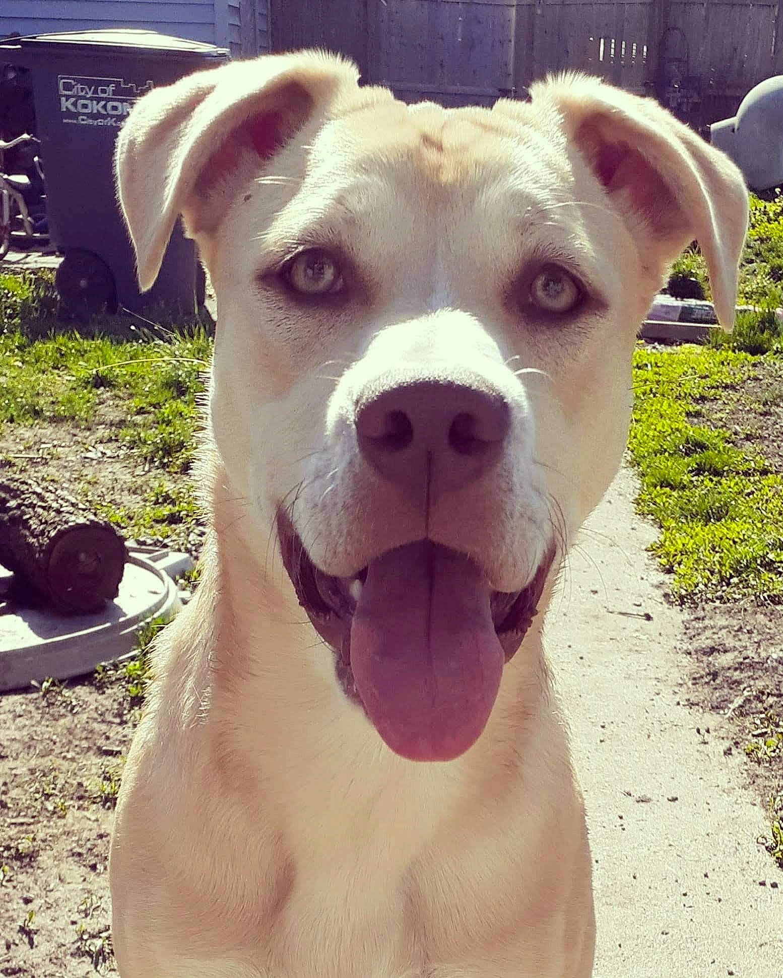 Nala Mae joined the competition — help win amazing prizes! canidae, carnivore, collar, companion_dog, dog, dog_breed, dog_collar, ear, fawn, grass, happy, head, jaw, selfie, snout, sporting_group, summer, whiskers, working_animal, wrinkle