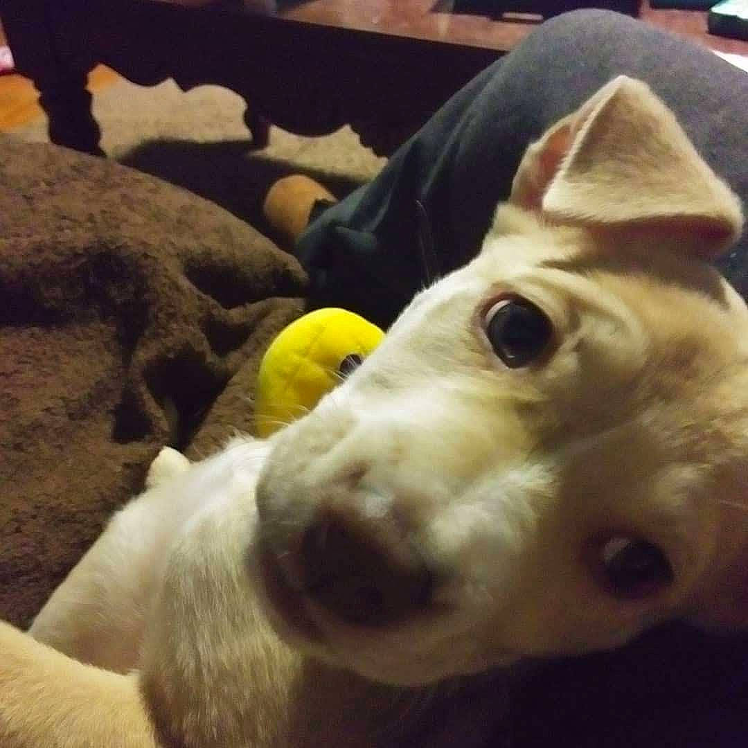 Nala Mae joined the competition — help win amazing prizes! carnivore, cloud, comfort, companion_dog, dog, dog_breed, ear, fawn, felidae, fur, happy, paw, selfie, snout, tail, toy, toy_dog, whiskers, wood, working_animal