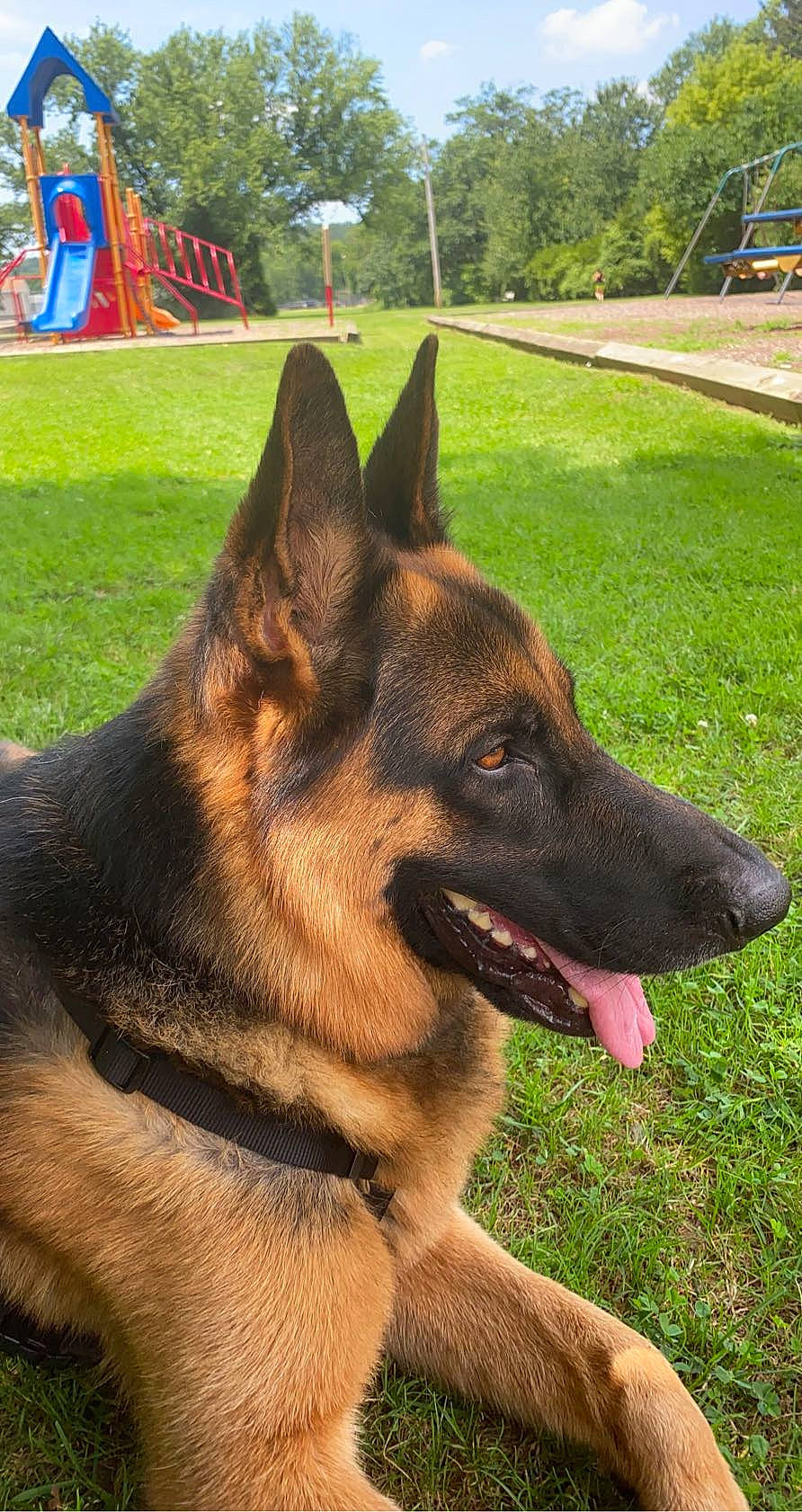 Jaxson joined the competition — help win amazing prizes! canidae, carnivore, collar, companion_dog, dog, dog_breed, east_european_shepherd, fawn, flag, german_shepherd_dog, grass, herding_dog, king_shepherd, old_german_shepherd_dog, pet_supply, plant, snout, sporting_group, tree, working_animal