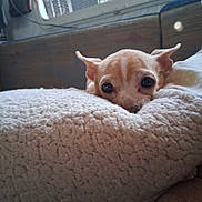 Barbie joined the competition — help win amazing prizes! dog, small_dog, puppy, blanket, indoor, cozy, curious, ears, face, peeking, light, window, couch, furniture, brown, pet, cute, animal, resting, soft