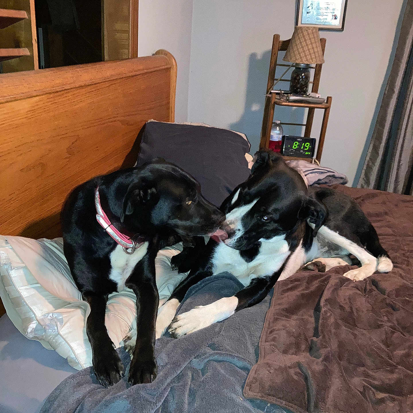 Bandit And Aurora is registered to the contest to win money with this photo: animal, art, bed, bedroom, blanket, canine, couch, cushion, dog, electronics, furniture, homedecor, indoors, interiordesign, lamp, painting, pet, room, screen, wood