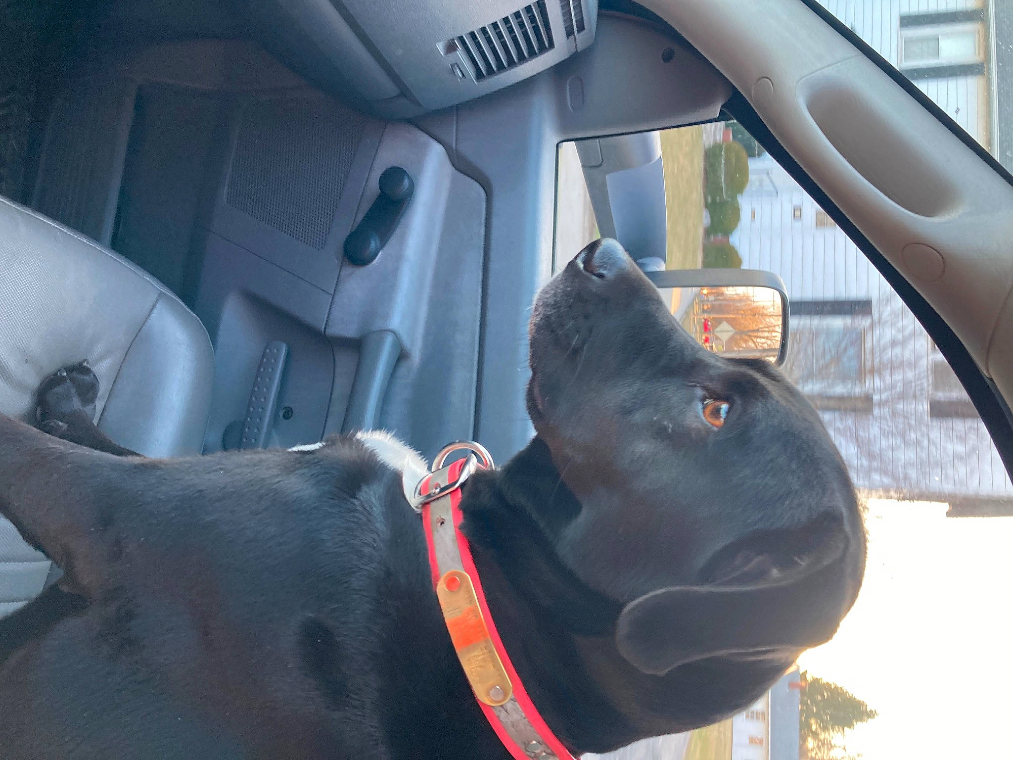 Aurora joined the competition — help win amazing prizes! auto_part, automotive_design, automotive_exterior, automotive_mirror, car, car_seat, car_seat_cover, carnivore, collar, dog, dog_breed, fawn, grey, head_restraint, motor_vehicle, snout, vehicle, vehicle_door, window, working_animal