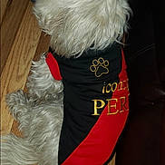 Pitufina joined the competition — help win amazing prizes! black, canine, companion, cute, dog, domestic_animal, fluffy, fur, household, indoor, paw_print, pet, pet_clothing, red, relaxed, resting, side_view, small_dog, white_dog, wood_floor