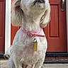Pitufina is registered to the contest to win money with this photo: animal, canine, collar, cute, dog, dog_tag, fluffy, front_door, guard_dog, looking_up, outdoor, pet, pink_collar, porch, portrait, red_door, small_dog, stone_porch, sunlight, white_dog