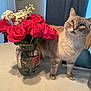 cat, roses, flowers, bouquet, glass_pitcher, table, indoor, calendar, bulletin_board, curtains, curious, pet, domestic_animal, tablecloth, flower_stems, plant, feline, home, decoration, natural_light