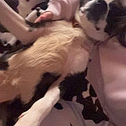 Cooper is registered to the contest to win money with this photo: dog, sleeping, spotted_dog, pet, animal, blanket, cow_print, bedding, indoors, cozy, relaxed, lying_down, paw, leg, fur, black_and_white, brown_fur, bed, home, cute