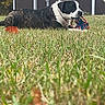 Cooper is registered to the contest to win money with this photo: dog, large_dog, black_and_white, brindle, lying_down, grass, outdoor, backyard, garden, shed, autumn, trees, toy, chewing, pet, canine, animal, relaxed, photography, portrait