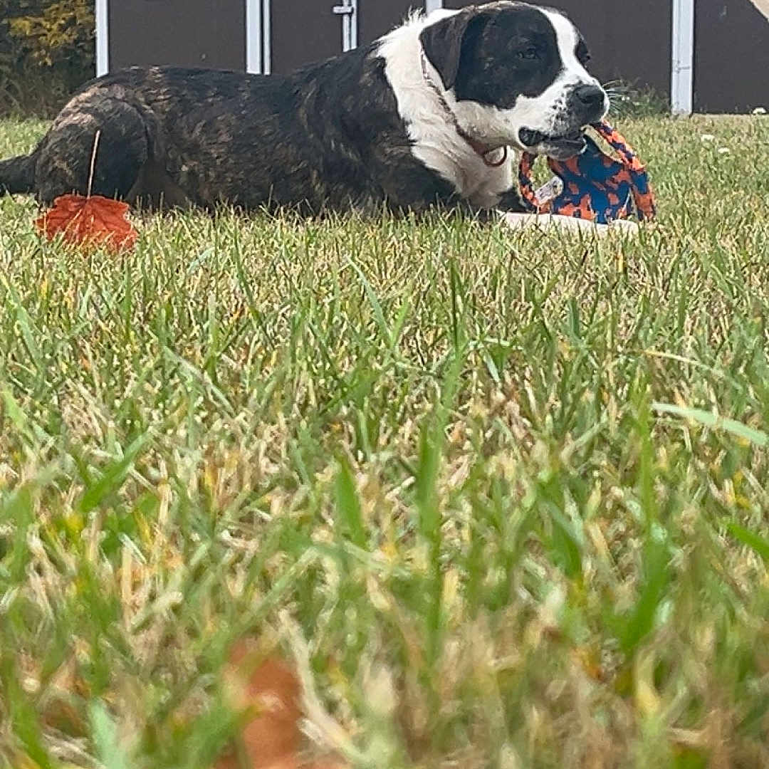 Cooper