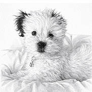 Dottie joined the competition — help win amazing prizes! puppy, dog, fluffy, collar, bell, cute, pet, lying_down, soft_texture, white_background, fur, animal, young_dog, portrait, close_up, adorable, domestic_animal, canine, resting, bed