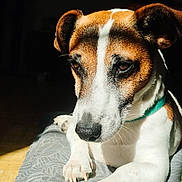 Bukky a rejoint le concours — aidez-le/la à gagner de superbes lots ! animal, bed, bedspread, brown_and_white, close_up, dog, floppy_ears, fur, green_collar, home, indoors, jack_russell, looking_at_camera, lying_down, paws, pet, portrait, resting, shadow, sunlight