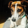 animal, bed, bedspread, brown_and_white, close_up, dog, floppy_ears, fur, green_collar, home, indoors, jack_russell, looking_at_camera, lying_down, paws, pet, portrait, resting, shadow, sunlight