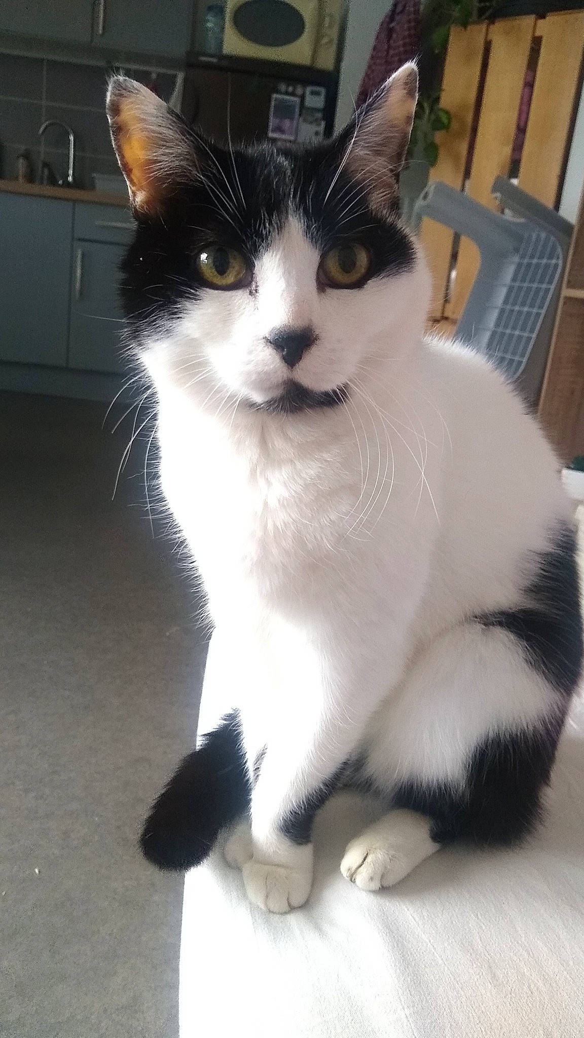 Bijou a rejoint le concours — aidez-le/la à gagner de superbes lots ! carnivore, cat, claw, domestic_short_haired_cat, felidae, foot, fur, monochrome_photography, paw, sitting, small_to_medium_sized_cats, snout, tail, whiskers, window