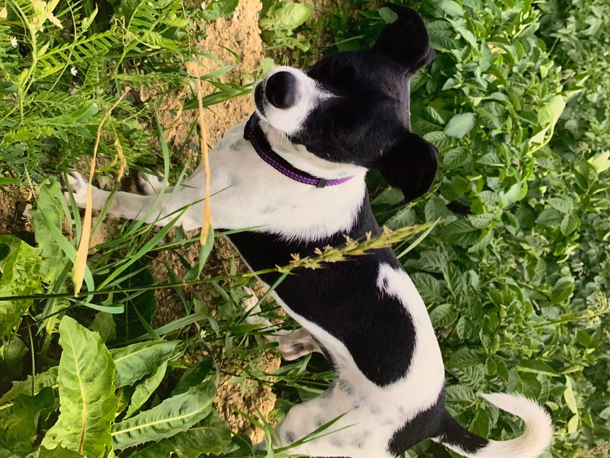 Chloe joined the competition — help win amazing prizes! canidae, carmine, carnivore, collar, companion_dog, dog, dog_breed, dog_collar, fur, grass, non_sporting_group, organism, plant, snout, sporting_group, tail, terrestrial_animal