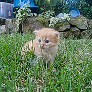 Ninou a rejoint le concours — aidez-le/la à gagner de superbes lots ! kitten, cat, grass, outdoor, greenery, plants, rocks, garden, young_animal, curious, small, fur, nature, animal, cute, pet, daylight, closeup, adorable, young