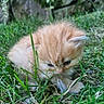 Ninou a rejoint le concours — aidez-le/la à gagner de superbes lots ! kitten, cat, orange_cat, fluffy, grass, outdoor, nature, greenery, curious, young_animal, small, cute, feline, pets, animal, close_up, exploration, stone_wall, daylight, adorable