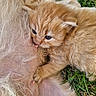 Ninou participe au concours pour gagner de l'argent avec cette photo : kitten, cat, orange_cat, nursing, mother_cat, fur, grass, close_up, animal, pet, cute, young, mammal, outdoor, nature, whiskers, paw, sleepy, adorable, tiny