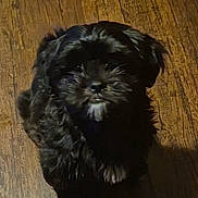 Nugget joined the competition — help win amazing prizes! dog, black_dog, pet, animal, wooden_floor, indoor, fur, small_dog, cute, sitting, shadow, flooring, canine, mammal, companion, portrait, domestic_animal, furry, looking_up, quiet