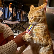 Pralin participe au concours pour gagner de l'argent avec cette photo : cat, orange_tabby, pet, indoor, hand, treat, feeding, furniture, chair, table, person, sleeve, knitwear, floor, kitchen, domestic, animal, whiskers, fur, cozy