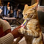 cat, orange_tabby, pet, indoor, hand, treat, feeding, furniture, chair, table, person, sleeve, knitwear, floor, kitchen, domestic, animal, whiskers, fur, cozy