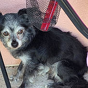 Prince is registered to the contest to win money with this photo: dog, small_dog, black_fur, gray_fur, sitting, floor, concrete, chair, metal, pink_fabric, pet, animal, cute, closeup, indoor, furniture, looking, ears, face, paw