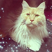 Aslan participe au concours pour gagner de l'argent avec cette photo : cat, fluffy_cat, long_hair, cream_fur, pet, animal, feline, portrait, close_up, green_eyes, whiskers, ears, nose, paw, lying_down, indoor, sparkles, star_effect, fantasy, ornamental_background