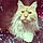 Aslan