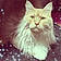 Aslan