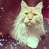 cat, fluffy_cat, long_hair, cream_fur, pet, animal, feline, portrait, close_up, green_eyes, whiskers, ears, nose, paw, lying_down, indoor, sparkles, star_effect, fantasy, ornamental_background