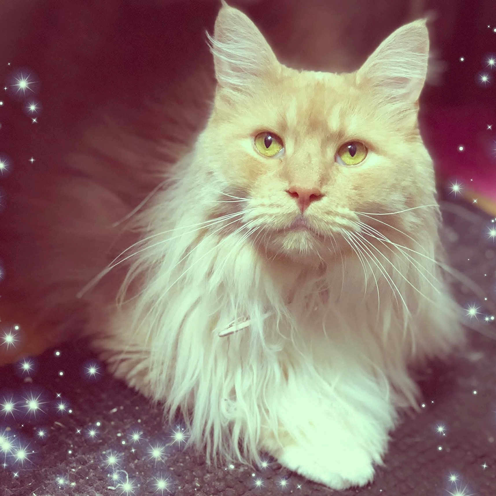 Aslan participe au concours pour gagner de l'argent avec cette photo : cat, fluffy_cat, long_hair, cream_fur, pet, animal, feline, portrait, close_up, green_eyes, whiskers, ears, nose, paw, lying_down, indoor, sparkles, star_effect, fantasy, ornamental_background