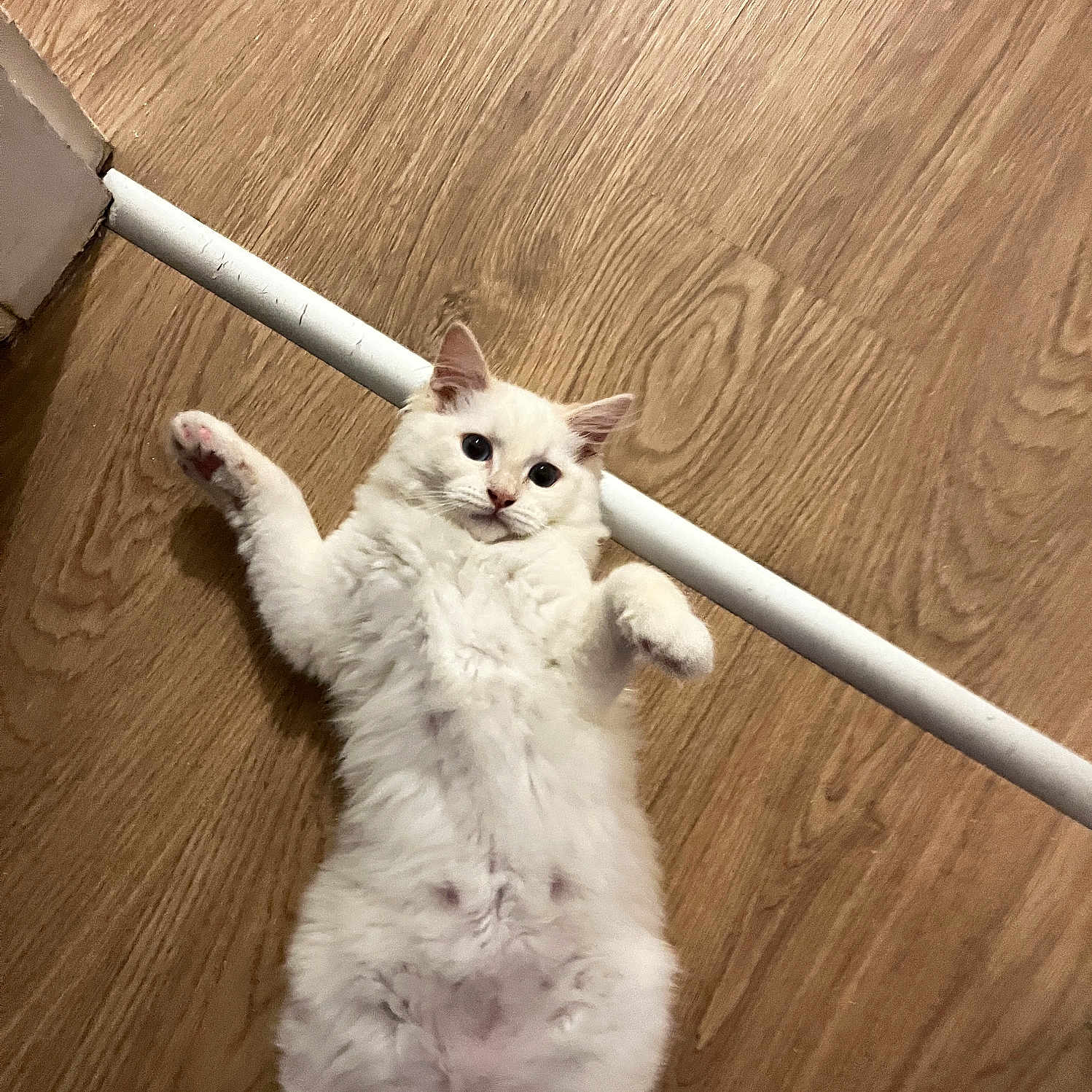 Suki