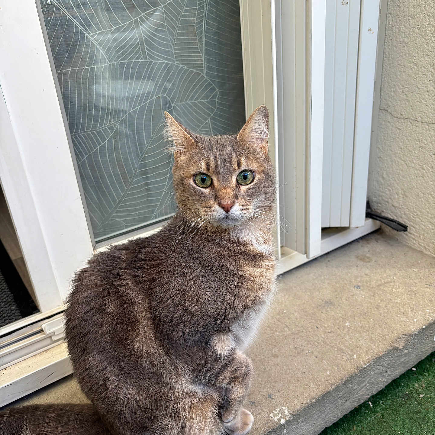 Mochi participe au concours pour gagner de l'argent avec cette photo : alert, animal, cat, closeup, concrete, curious, domestic, door, fur, green_eyes, leaf_pattern, natural_light, outdoor, pet, portrait, screen, sitting, tabby, tail, whiskers