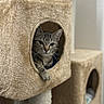 animal, cat, cat_tree, cozy, cubicle, cute, ears, feline, fur, furniture, home, indoor, looking, paw, pet, relaxed, resting, scratching_post, tabby_cat, whiskers