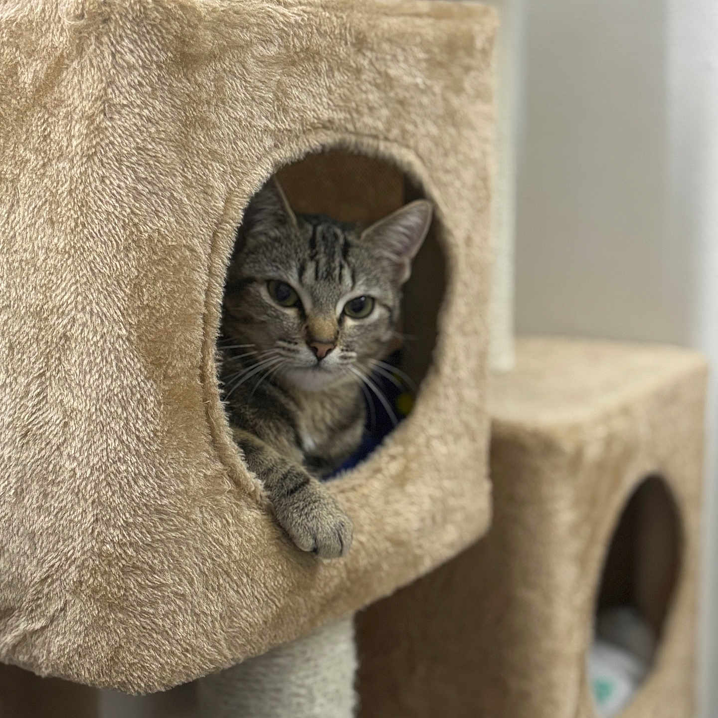 Leelhoo a rejoint le concours — aidez-le/la à gagner de superbes lots ! animal, cat, cat_tree, cozy, cubicle, cute, ears, feline, fur, furniture, home, indoor, looking, paw, pet, relaxed, resting, scratching_post, tabby_cat, whiskers