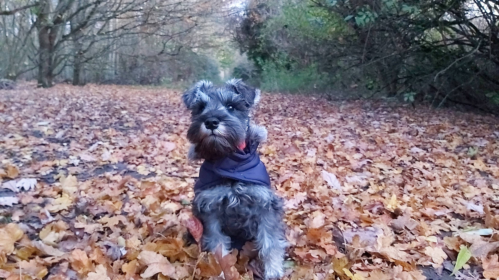 Bennie is registered to the contest to win money with this photo: canidae, carnivore, companion_dog, dog, dog_breed, fawn, fur, grass, liver, non_sporting_group, plant, small_terrier, snout, soil, sporting_group, terrier, toy_dog, tree, water_dog, working_animal