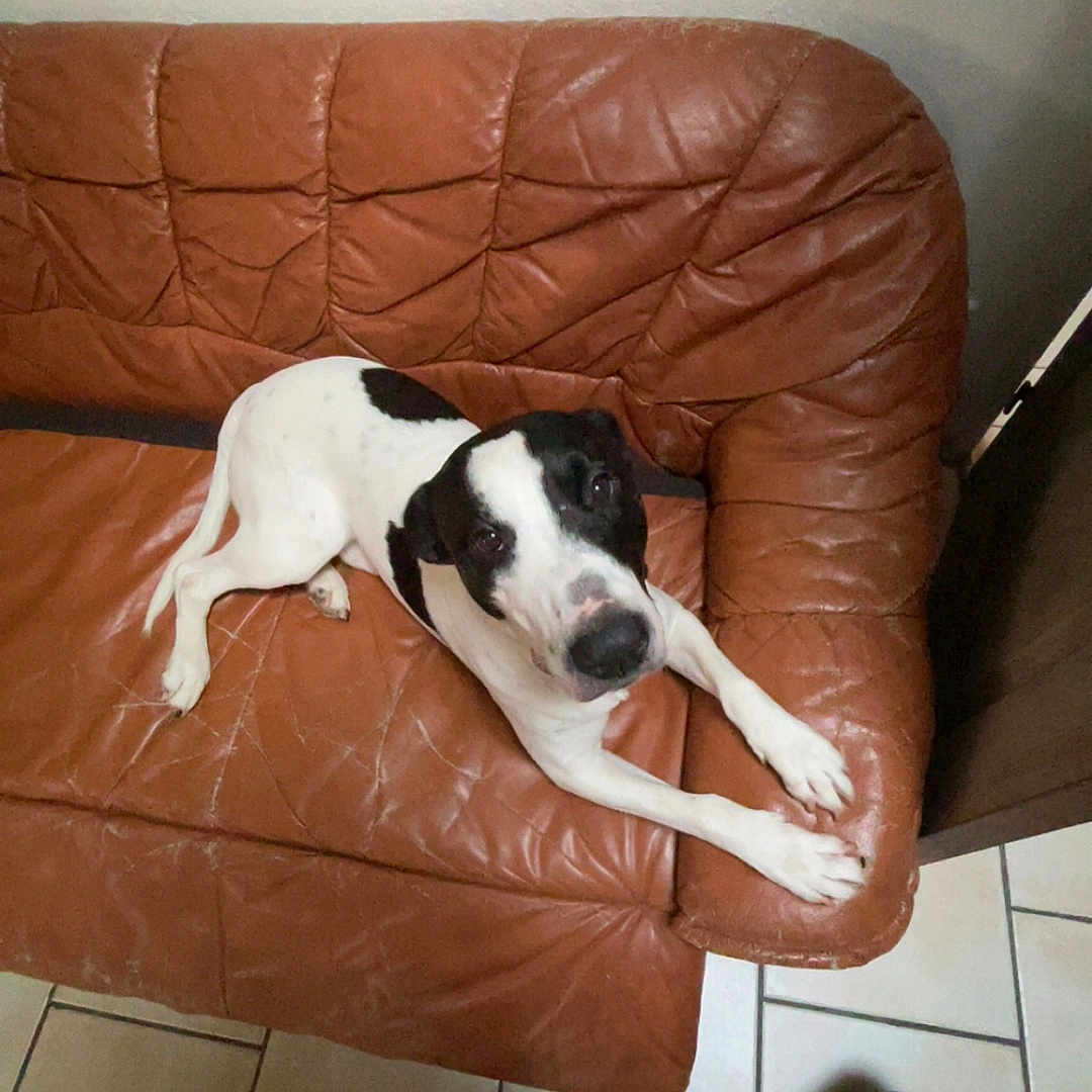 Oreo a rejoint le concours — aidez-le/la à gagner de superbes lots ! animal, architecture, building, bulldog, canine, chair, clothing, couch, cushion, dog, furniture, indoors, interiordesign, jeans, livingroom, pants, person, pet, puppy, room