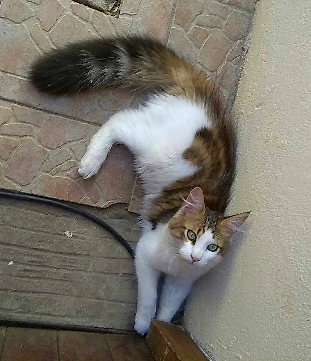 Oscar
