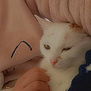 Miracle participe au concours pour gagner de l'argent avec cette photo : angora, animal, blanket, bodypart, cat, couch, face, finger, furniture, hand, head, indoors, kitten, person, pet, photography, portrait, quilt, siamese, sleeping