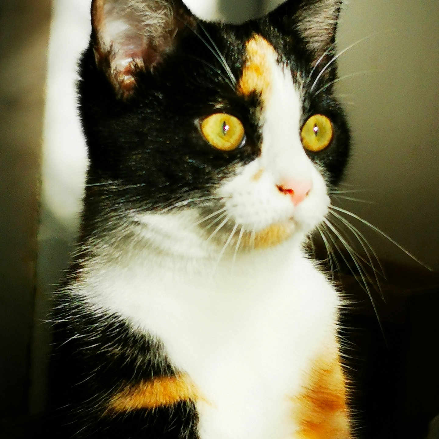 Cléopâtre participe au concours pour gagner de l'argent avec cette photo : alert, animal, background_blur, calico, cat, close_up, cute, domestic, ears, feline, focused, fur, indoor, looking_away, mammal, pet, portrait, soft_light, whiskers, yellow_eyes