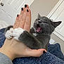 Carl is registered to the contest to win money with this photo: kitten, cat, hand, playful, indoor, nail_polish, gray_cat, white_paws, blanket, door, pet, animal, cute, feline, claws, paw, bite, human_hand, resting, cozy