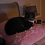 cat, tuxedo_cat, pink_pillow, bedroom, lamp, window_blinds, framed_photos, cozy, indoor, pet, feline, fur, whiskers, resting, curious, night, soft_texture, home, domestic_animal, quiet