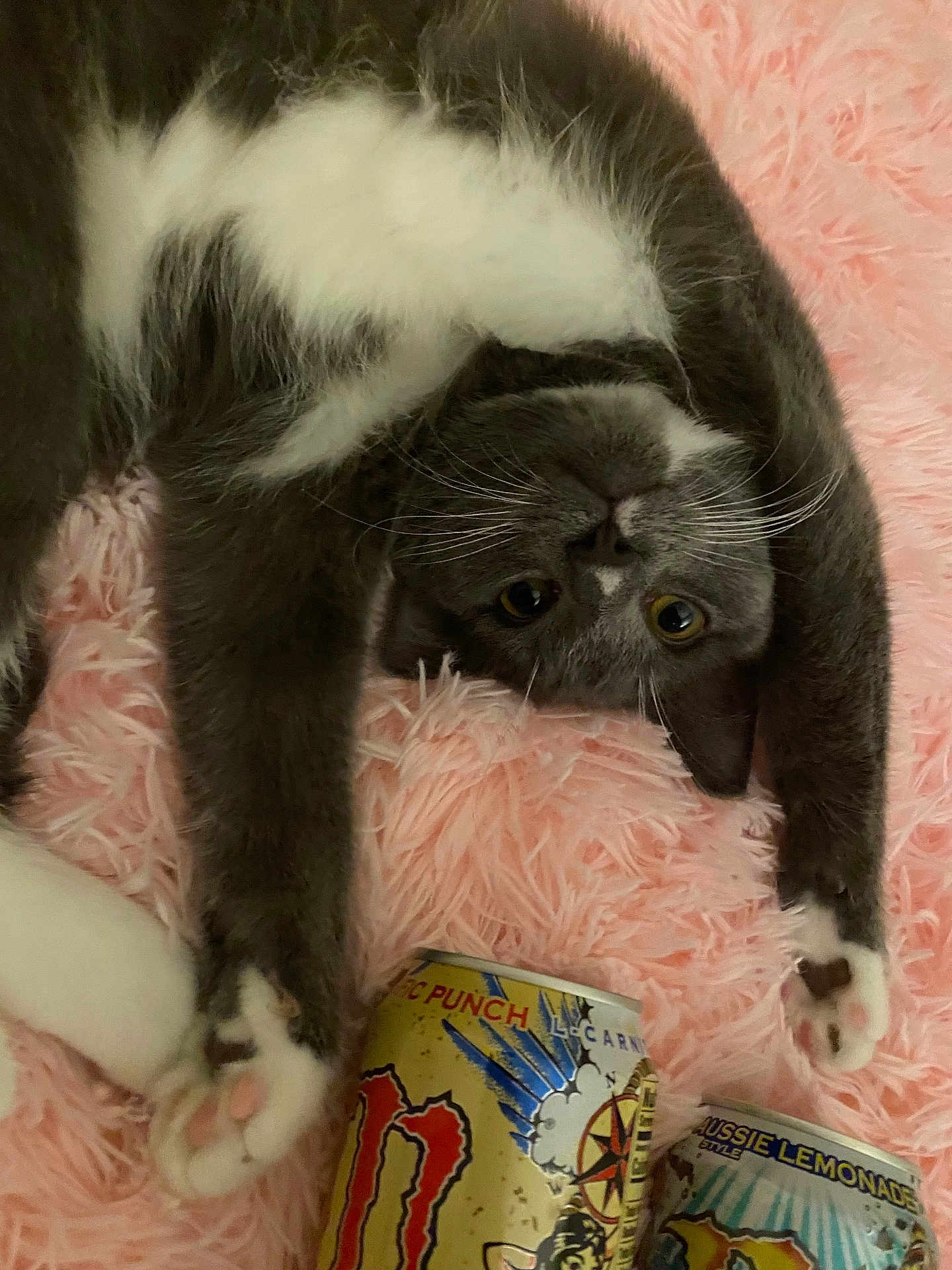 Carl is registered to the contest to win money with this photo: cat, gray_cat, white_paws, fluffy_blanket, pink_blanket, upside_down, stretching, drink_cans, indoor, pet, cute, curious, feline, whiskers, soft_texture, relaxed, playful, domestic_cat, closeup, cozy