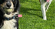 Freddy joined the competition — help win amazing prizes! dog, dogs, pet, animal, outdoor, grass, lawn, portrait, running, standing, happy, playful, tongue, tail, black_and_white_dog, brown_and_white_dog, collar, leash, sunlight, garden