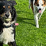 dog, dogs, pet, animal, outdoor, grass, lawn, portrait, running, standing, happy, playful, tongue, tail, black_and_white_dog, brown_and_white_dog, collar, leash, sunlight, garden