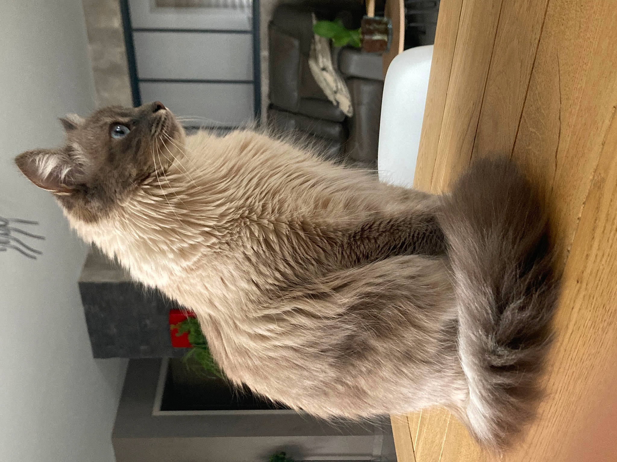 Stormy participe au concours pour gagner de l'argent avec cette photo : carnivore, cat, claw, domestic_short_haired_cat, felidae, fur, small_to_medium_sized_cats, snout, tail, terrestrial_animal, whiskers