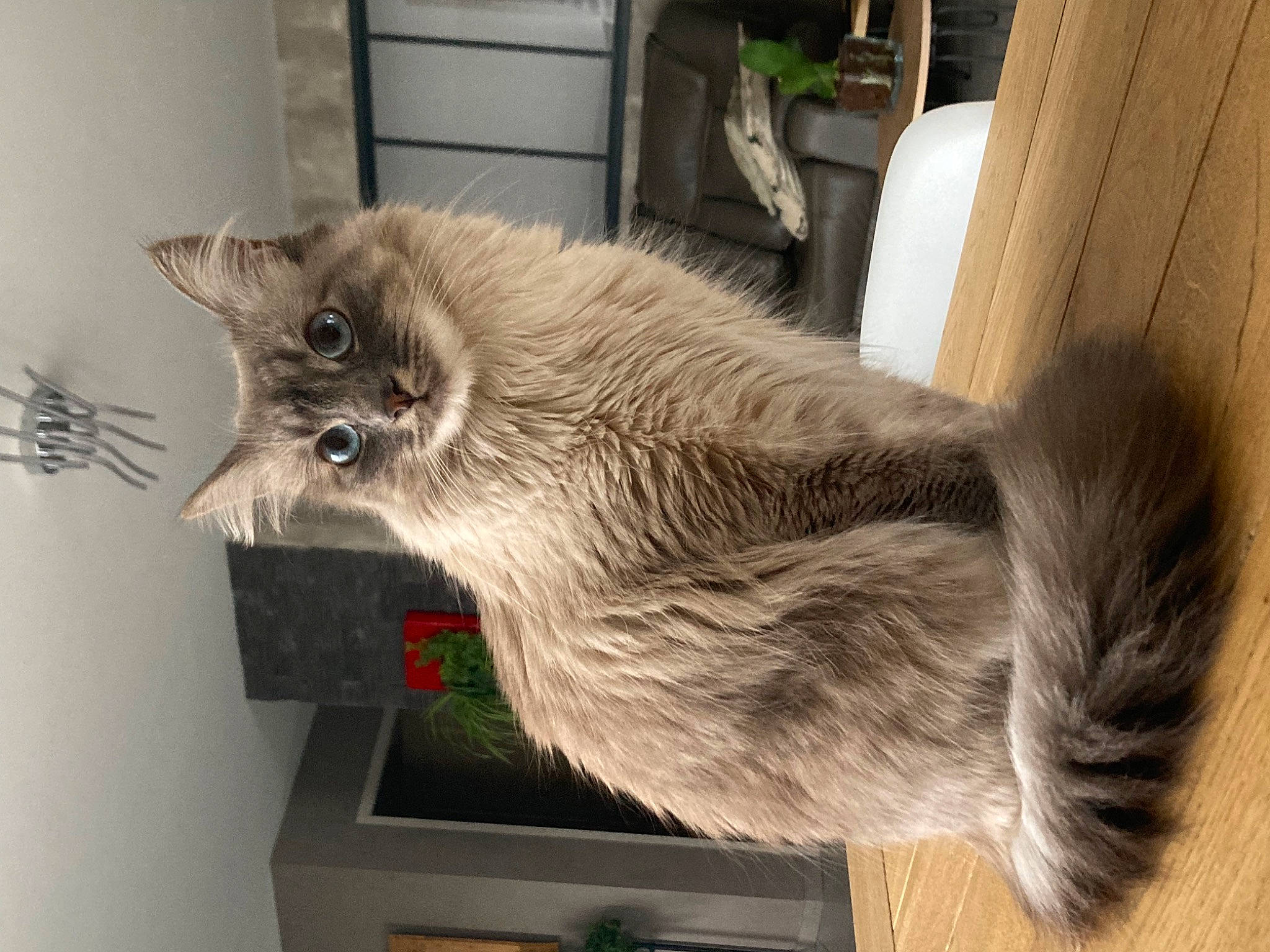Stormy a rejoint le concours — aidez-le/la à gagner de superbes lots ! british_longhair, canidae, carnivore, cat, claw, domestic_short_haired_cat, fawn, felidae, fur, grey, paw, russian_blue, shelf, small_to_medium_sized_cats, tail, whiskers